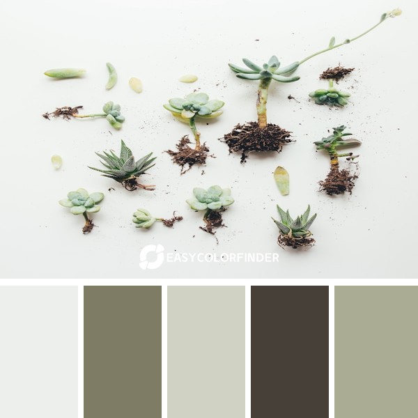 Color Palette 17