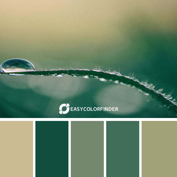 Color Palette 50