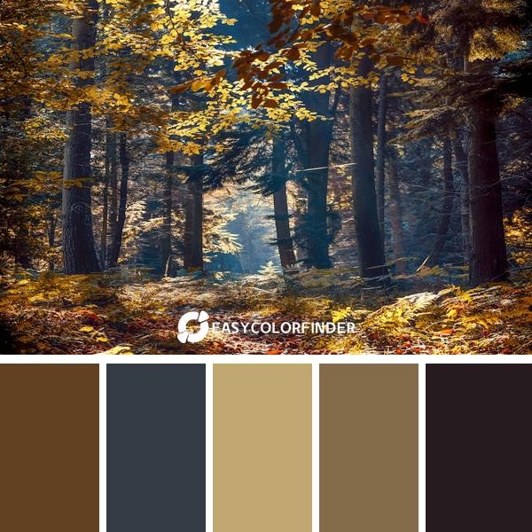 Autumn Forest