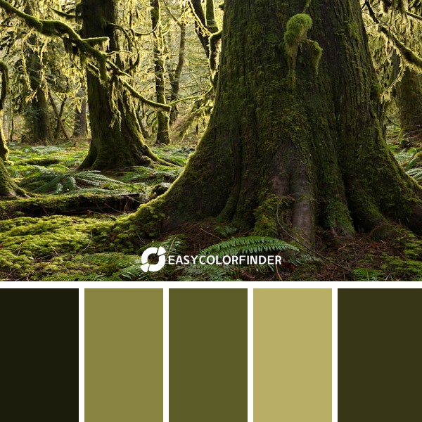 Backlit moss-coverbranches in a dark forest.