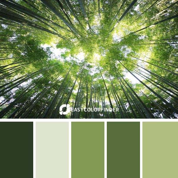 Bamboo leaf canopy