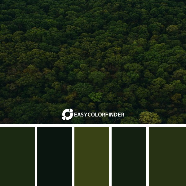 Birds-eye view of a forest