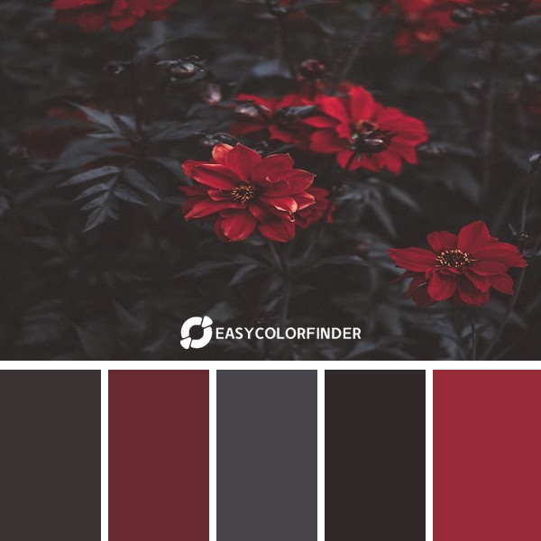 Color Palette 231 | Dahlias