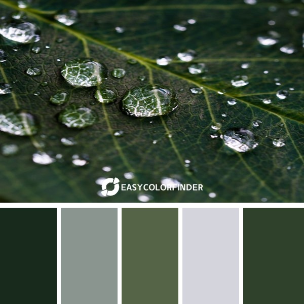 Dew on a dark green leaf