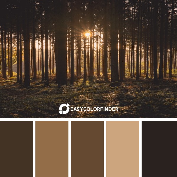 Evergreen forest before sunset