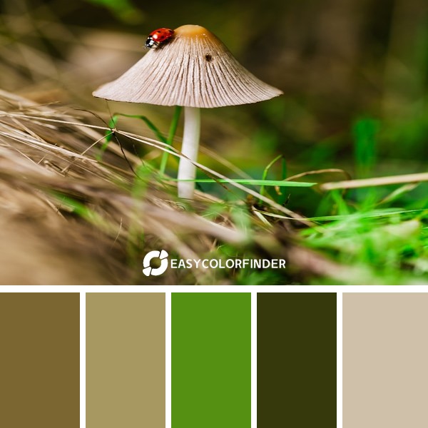 Color Palette 211 | Fungi in the Woods