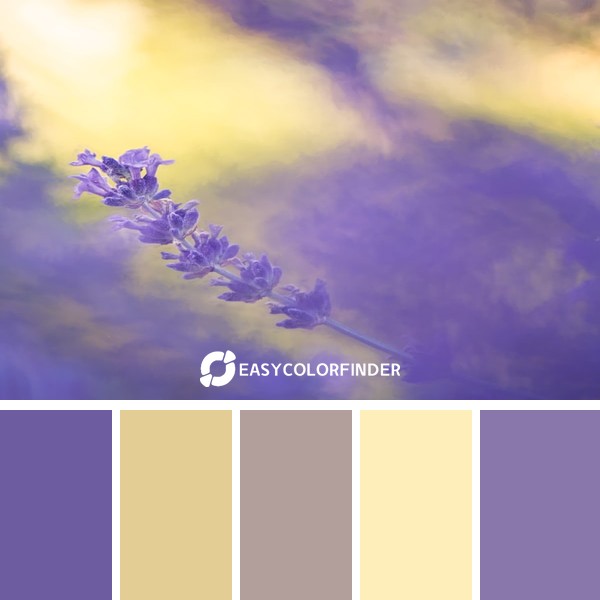 Lavender