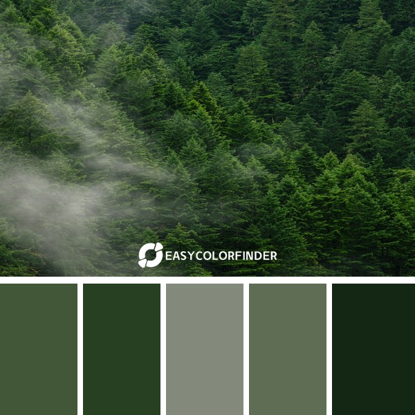 Lush green pine forest