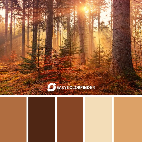 Mystery Forest Light