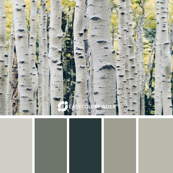Color Palette 1831 | Other than the bright yellow color, the tree knot is another feature of the aspen trees