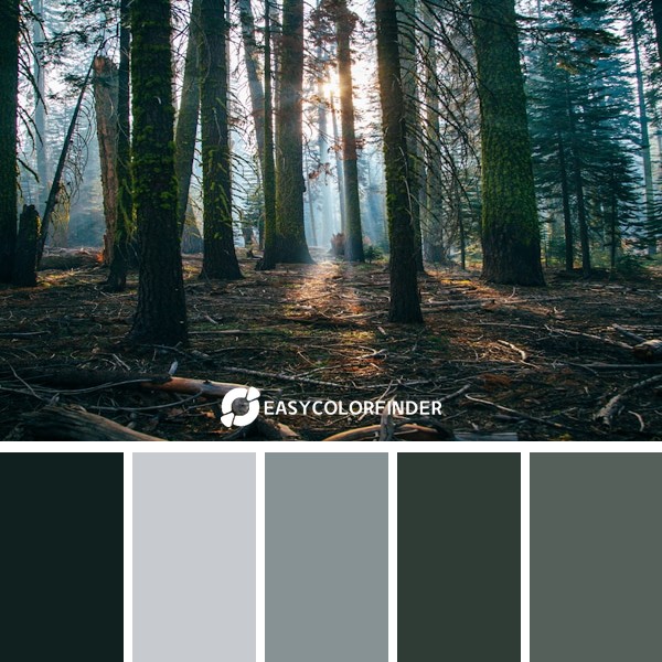 Pacific Forests