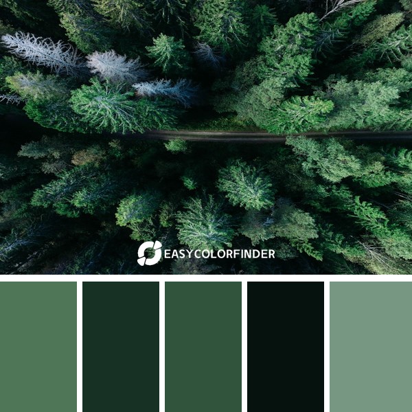 Color Palette 156 | Remote Forest Path