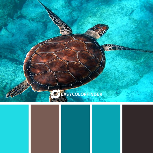 Color Palette 1259 | Sea turtle swimming