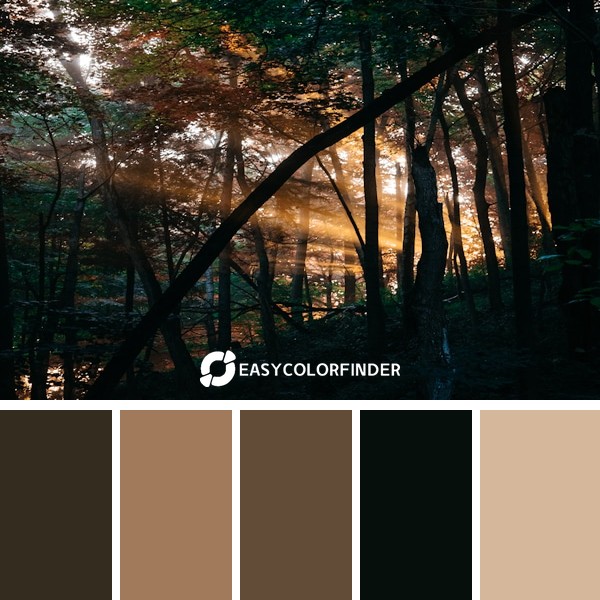 Sunrise in the forest