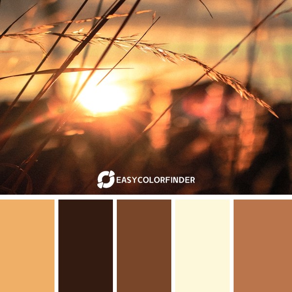 Sunset behind golden grass