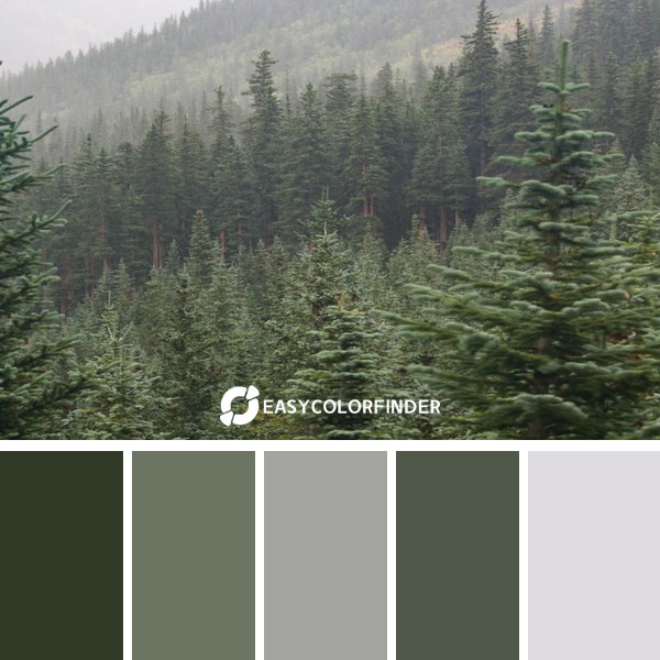 Color Palette 1179 | Tall conifers in the mountains