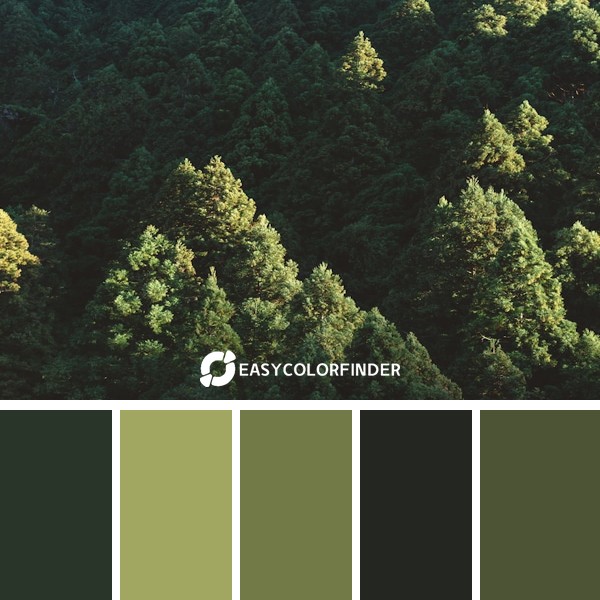 The hike from Kurama to Kibune just outside of Kyoto is full of tall green trees.