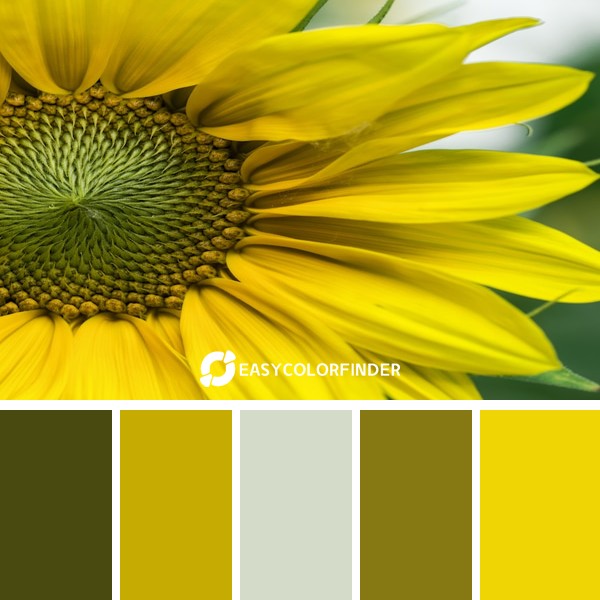 Color Palette 155 | Yellow Petals Flower