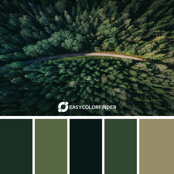 Color Palette 1809 | aerial shot of road surroundby green trees