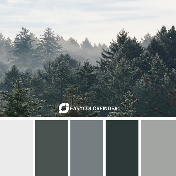 Color Palette 1829 | aerial view of foggy forest
