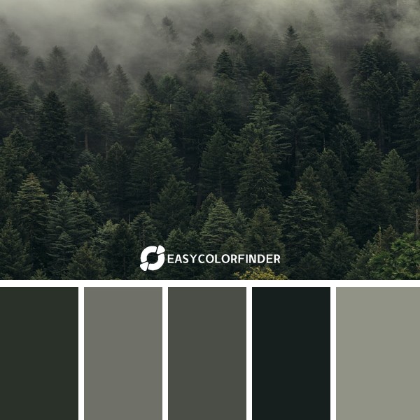 aerial view of pine trees in mist