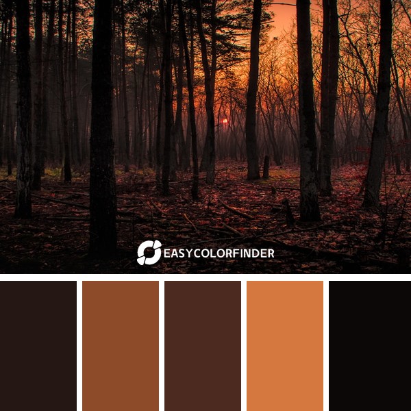 brown trees in forest during daytime