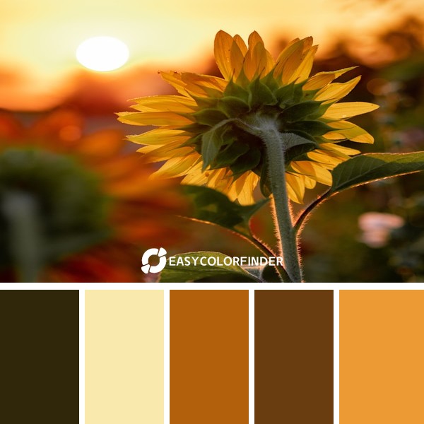 Color Palette 221 | Close-Up Yellow Sunflower Photography