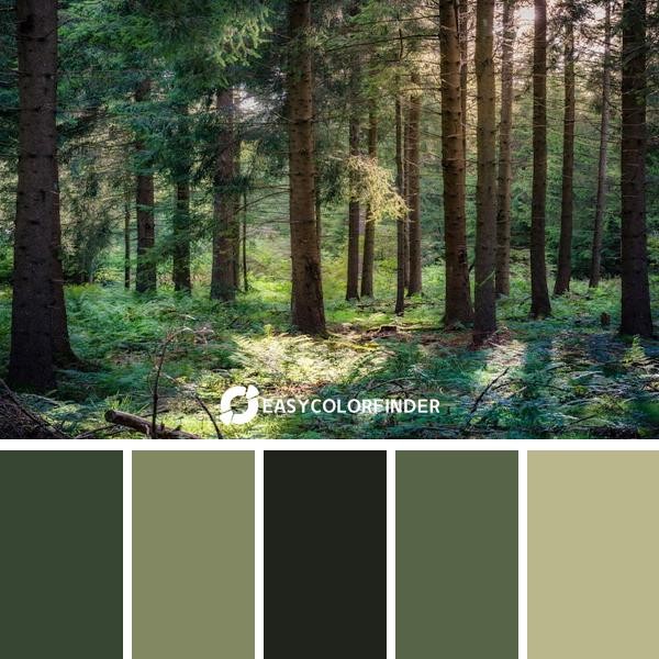 forest at daytime
