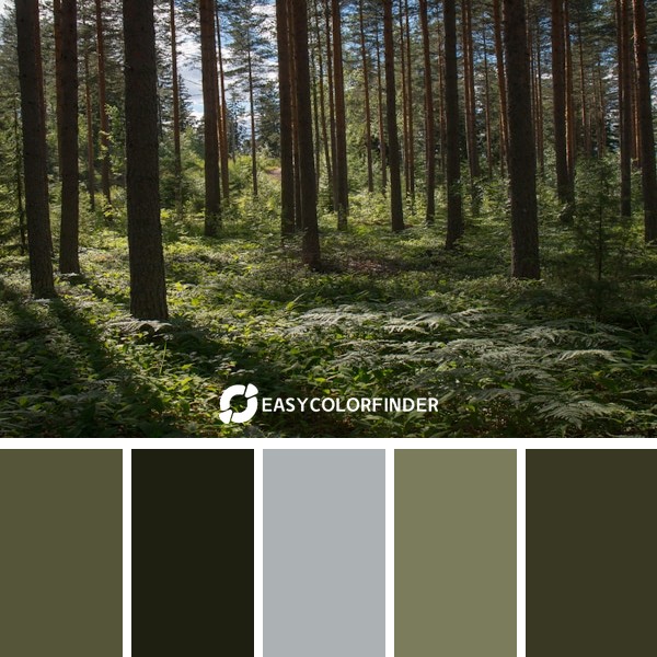 green forest during daytime