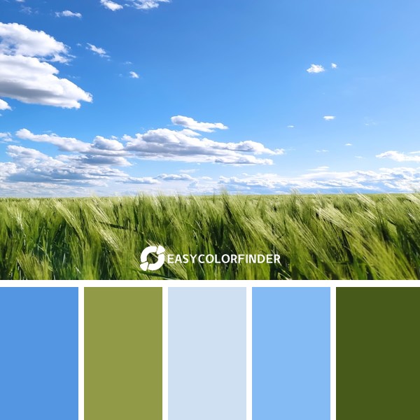 Color Palette 1301 | green grass field under blue sky during daytime