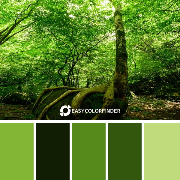 green trees on brown soil