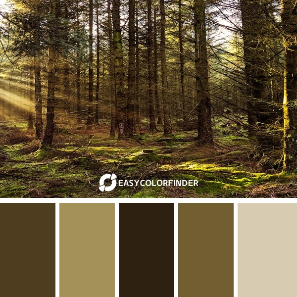 Color Palette 1283 | green trees on forest during daytime