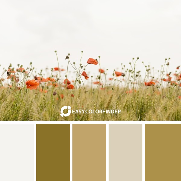 Color Palette 157 | Orange Flowers