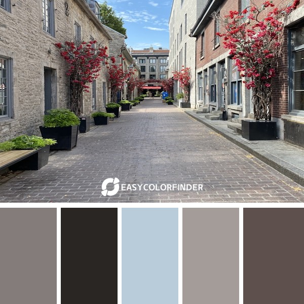 rflowers on gray concrete pathway