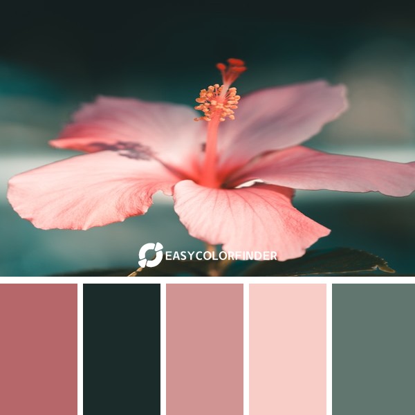 Color Palette 202 | Silhouetted Pink Hibiscus