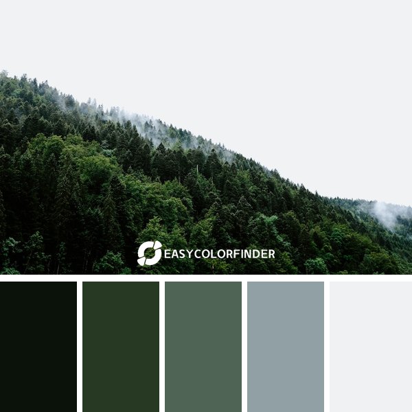 Forest Green color palette 1 featuring 5 harmonious colors - photographed by Adrien Olichon