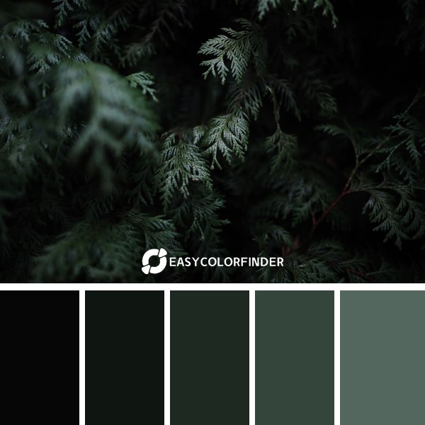 Forest Green color palette 2 featuring 5 harmonious colors - photographed by Kayla Rojales