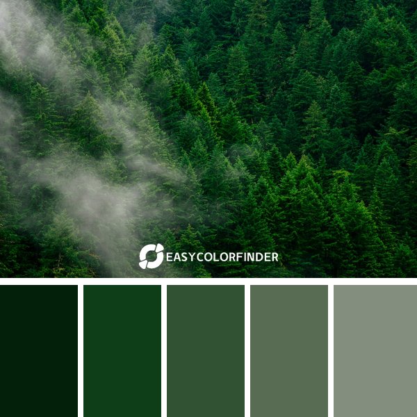 Forest Green color palette 3 featuring 5 harmonious colors - photographed by Andrew Coelho