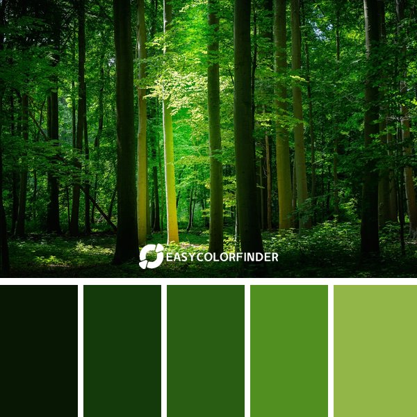 Forest Green color palette 4 featuring 5 harmonious colors - photographed by Bernardo Lorena Ponte