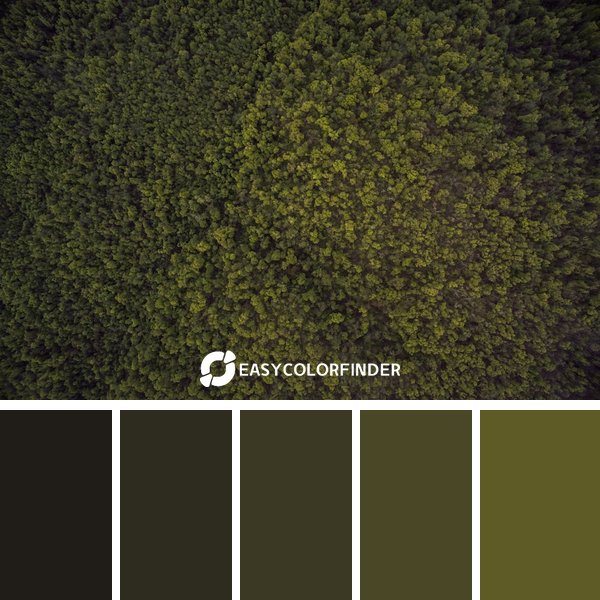 Forest Green color palette 7 featuring 5 harmonious colors - photographed by Ozark Drones