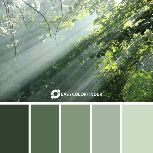 Forest Green color palette 8 featuring 5 harmonious colors - photographed by Svitlanka Dlinnaya