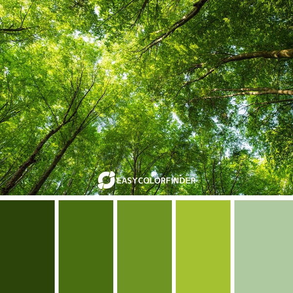 Forest Green color palette 10 featuring 5 harmonious colors - photographed by Zoltan Tukacs