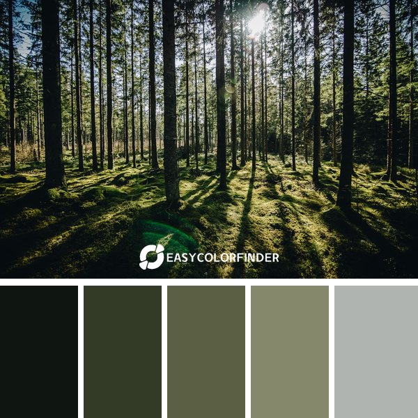 Forest Green color palette 12 featuring 5 harmonious colors - photographed by Linda Söndergaard