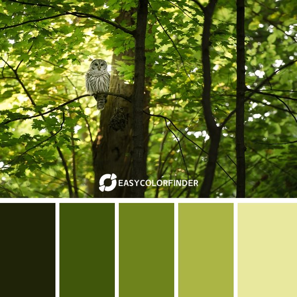 Forest Green color palette 13 featuring 5 harmonious colors - photographed by Tina Rataj-Berard