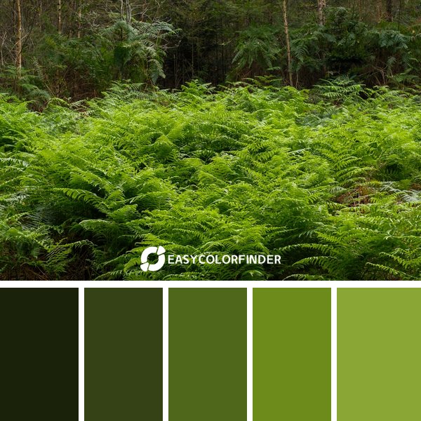 Forest Green color palette 14 featuring 5 harmonious colors - photographed by Haberdoedas