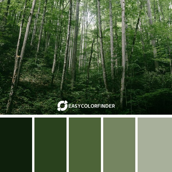 Forest Green color palette 16 featuring 5 harmonious colors - photographed by Wes Hicks