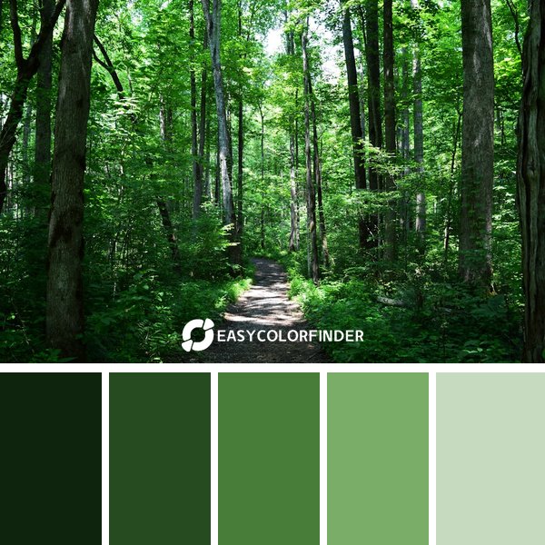 Forest Green color palette 17 featuring 5 harmonious colors - photographed by Myles Bloomfield