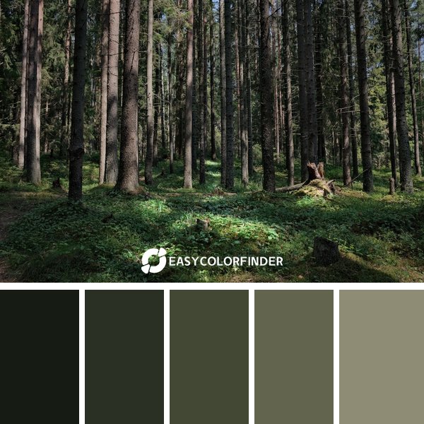 Forest Green color palette 18 featuring 5 harmonious colors - photographed by El S