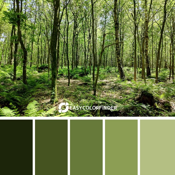 Forest Green color palette 19 featuring 5 harmonious colors - photographed by laurens desoete